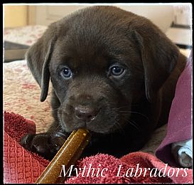 Labrador Retriever