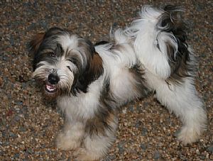 tibetan terrier and poodle mix