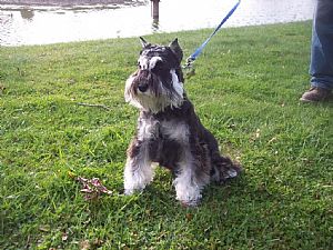 Miniature Schnauzer