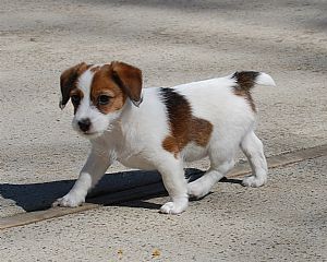 broken coat jack russell puppy