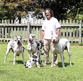 white great dane for sale