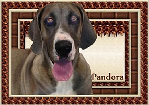 Great Dane