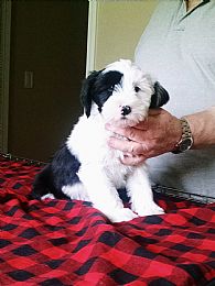 Tibetan Terrier