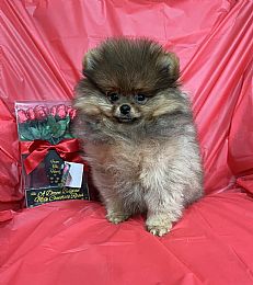Carleez Pomeranians