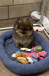 Carleez Pomeranians