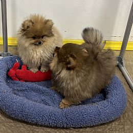 Carleez Pomeranians