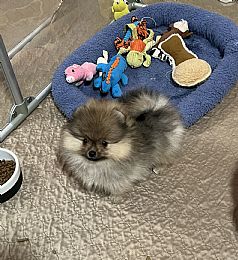 Carleez Pomeranians