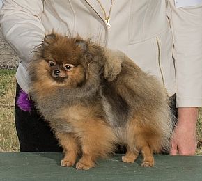 Carleez Pomeranians