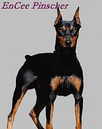 german pinscher for sale