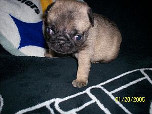 Pug