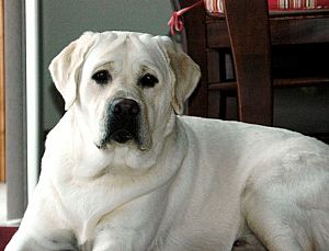 Labrador Retriever