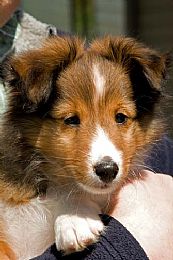 Shetland Sheepdog