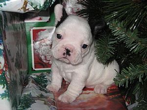 French Bulldog