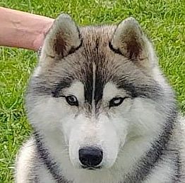 Siberian Husky