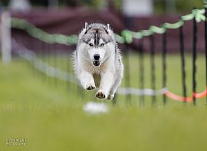 Diamond T Siberians