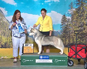 Diamond T Siberians
