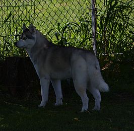 Diamond T Siberians