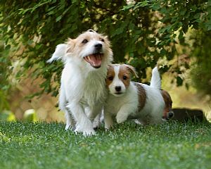 Jack Russell Terrier