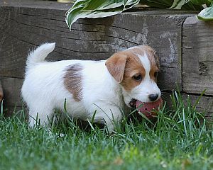 Jack Russell Terrier
