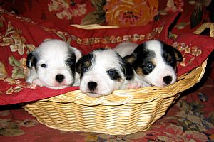 Jack Russell Terrier