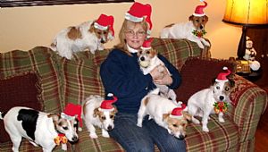 Jack Russell Terrier
