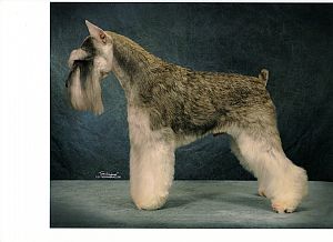 Miniature Schnauzer