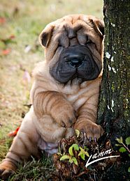 Chinese Shar-Pei