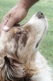 Australian Shepherd