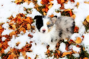 Australian Shepherd