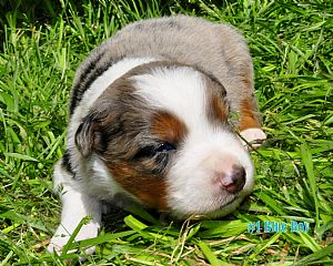 Australian Shepherd