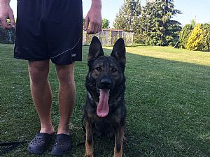 German Shepherd Dog