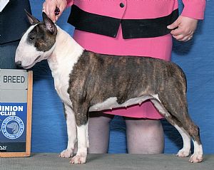 Miniature Bull Terrier