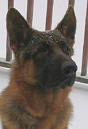 German Shepherd Dog