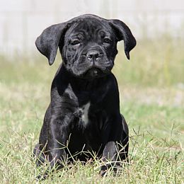 About Time Cane Corso Italiano