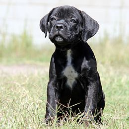 About Time Cane Corso Italiano