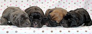 About Time Cane Corso Italiano