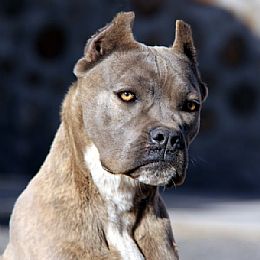 About Time Cane Corso Italiano