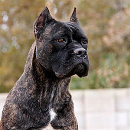 About Time Cane Corso Italiano