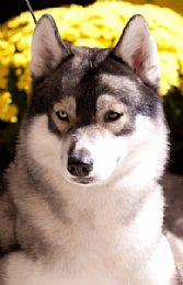 Siberian Husky