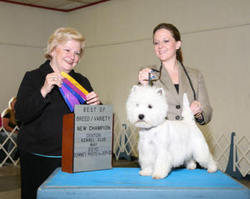West Highland White Terrier