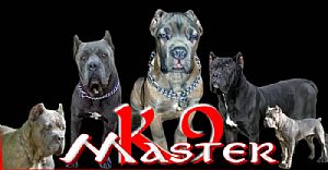 Cane Corso