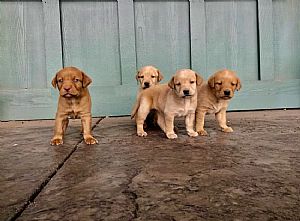Labrador Retriever