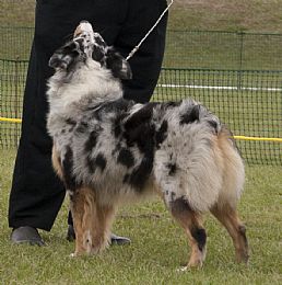 Australian Shepherd