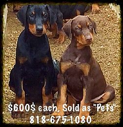 Doberman