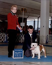 Bulldog