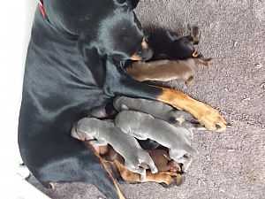 Doberman