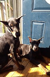 Doberman