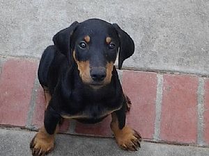 britton farms doberman