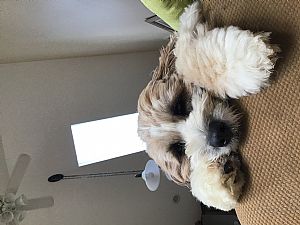 Tibetan Terrier