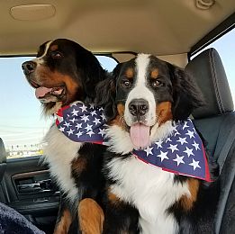 Bernese Mountain Dog Breeder on 